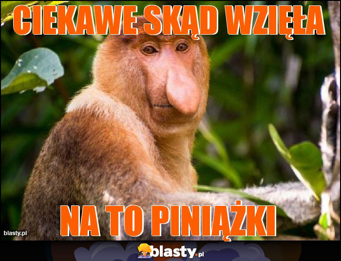 Ciekawe skąd wzięła