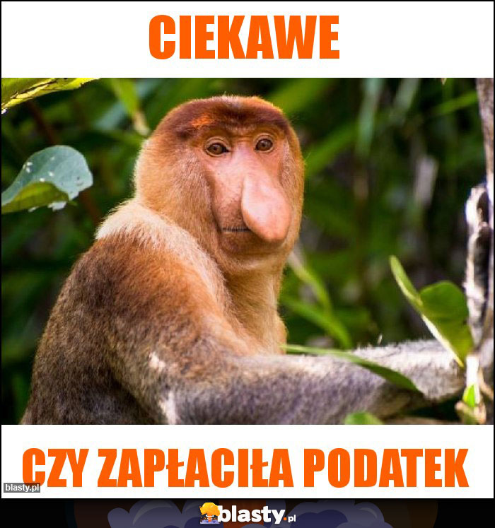 Ciekawe
