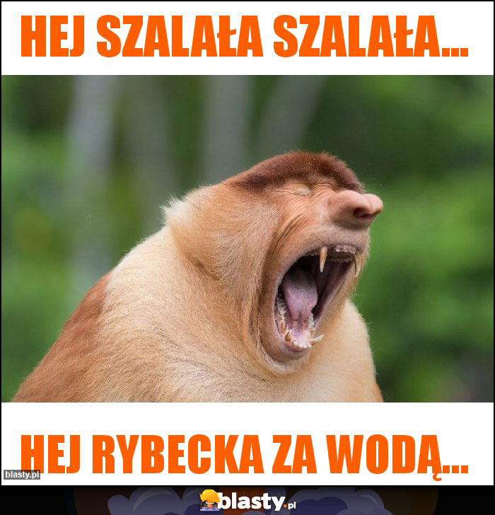 Hej szalała szalała...