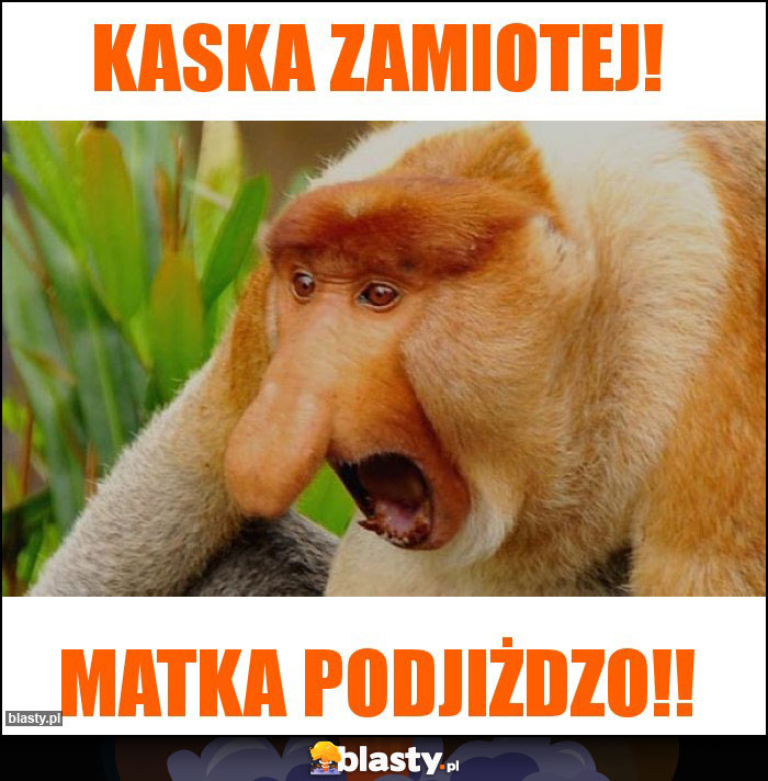 Kaska zamiotej!