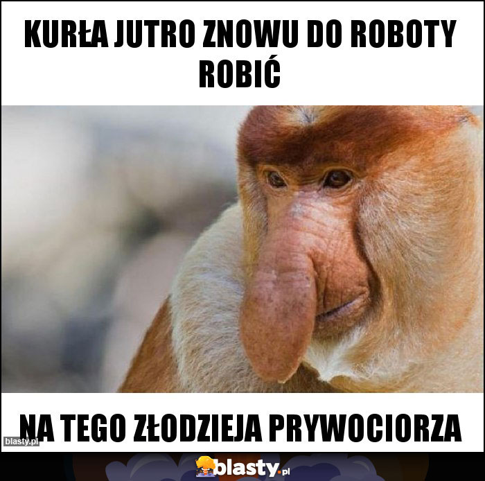 Kurła jutro znowu do roboty robić