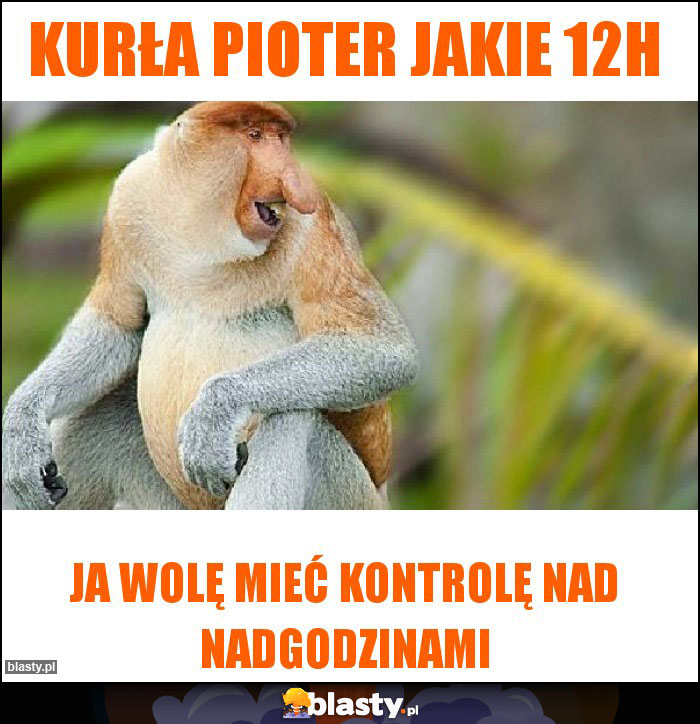 Kurła Pioter jakie 12h