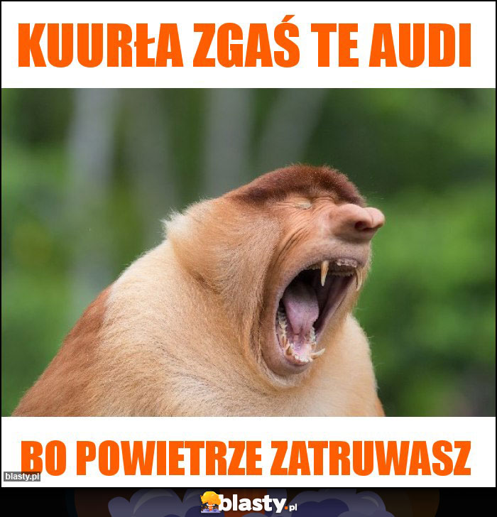 Kuurła zgaś te Audi