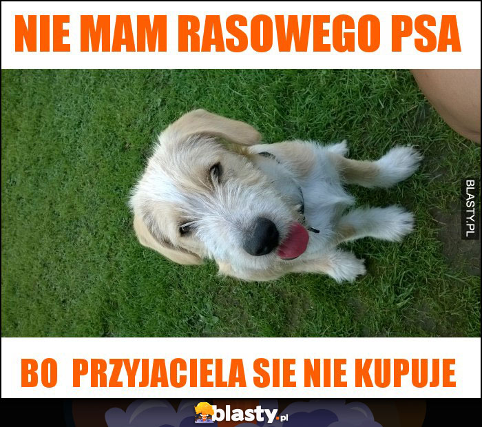Nie mam rasowego psa