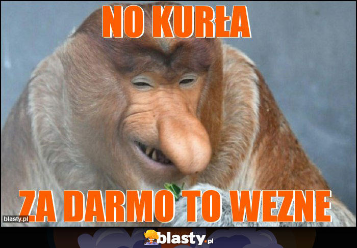 no kurła