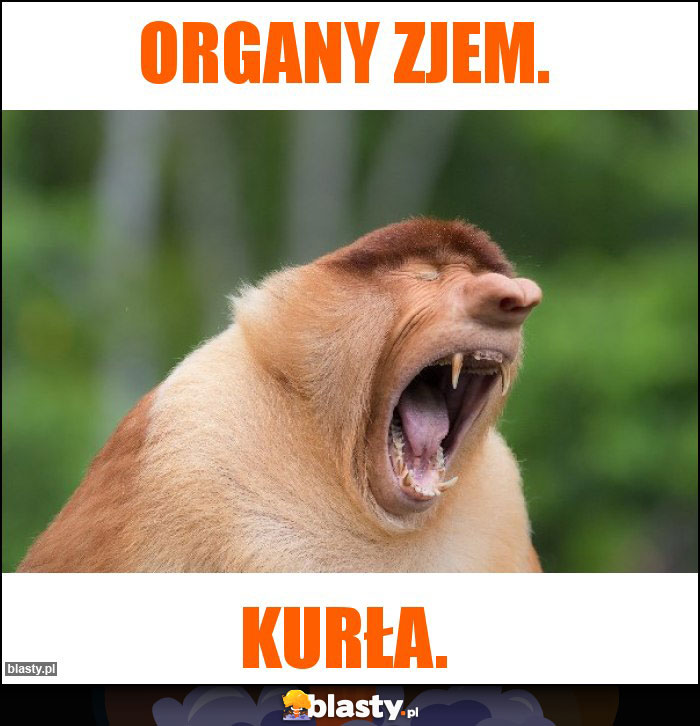 Organy zjem.