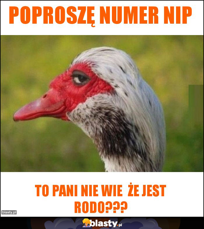 Poproszę numer nip