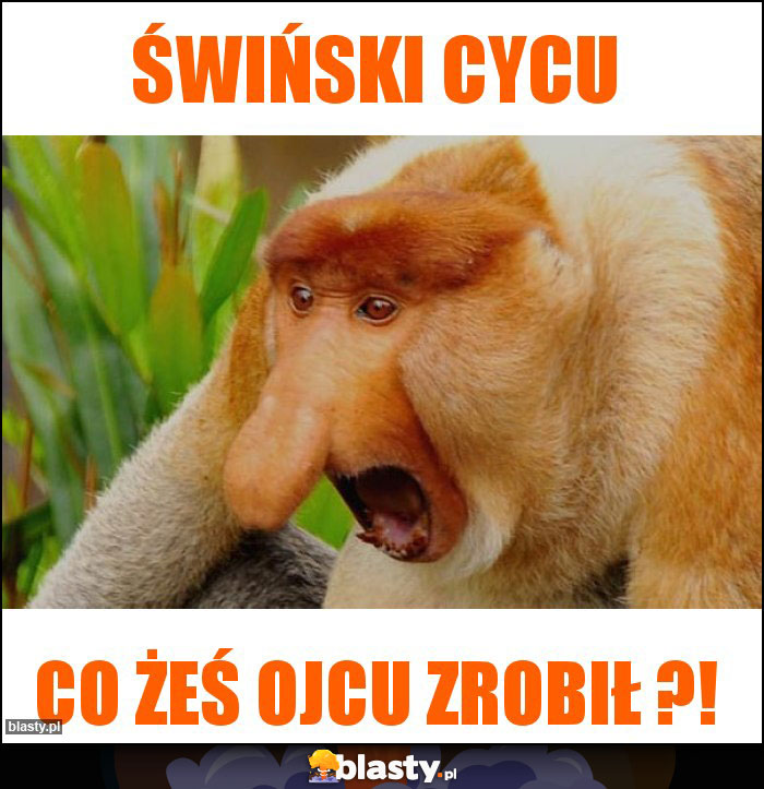 Świński cycu