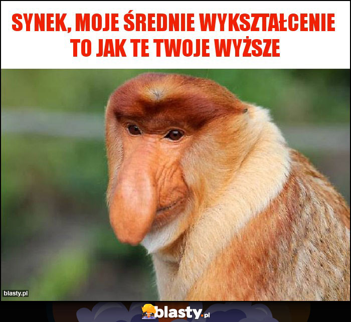 Synek, MOJE średnie wykształcenie  to jak te twoje wyższe