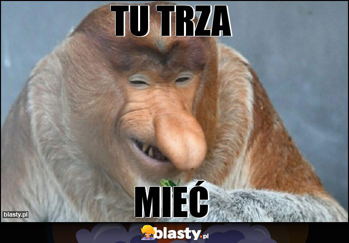 tu trza