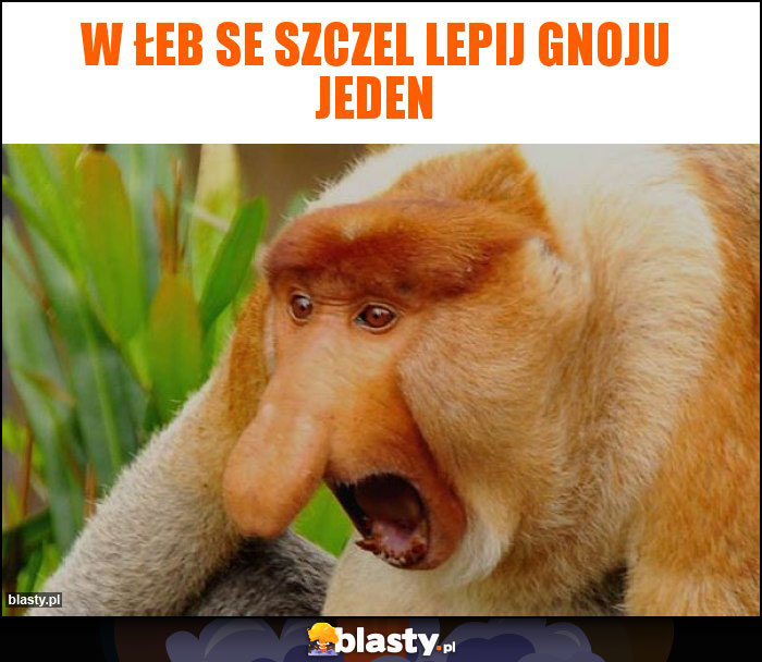 W łeb se szczel lepij gnoju jeden