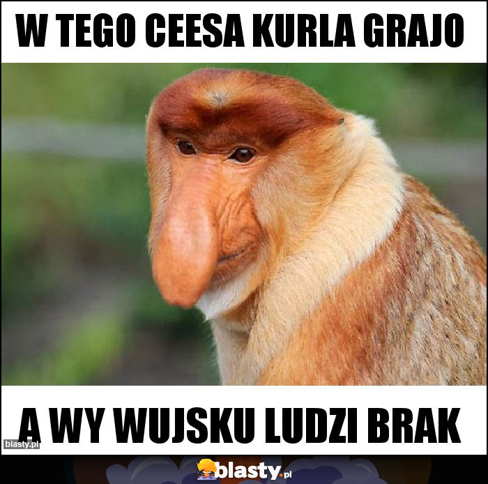 W tego ceesa kurla grajo