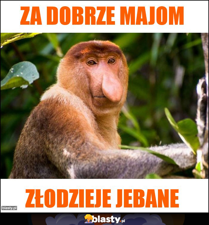 za dobrze majom