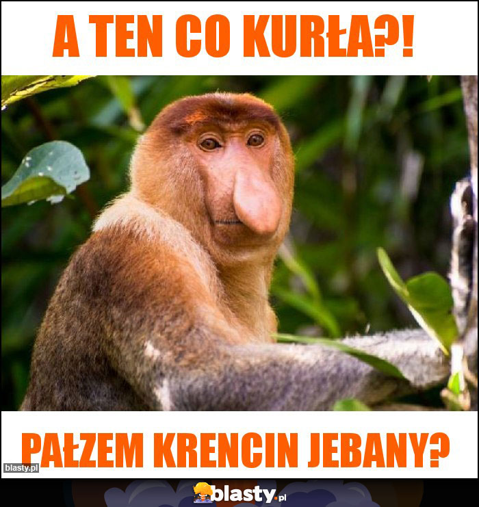 A ten co kurła?!