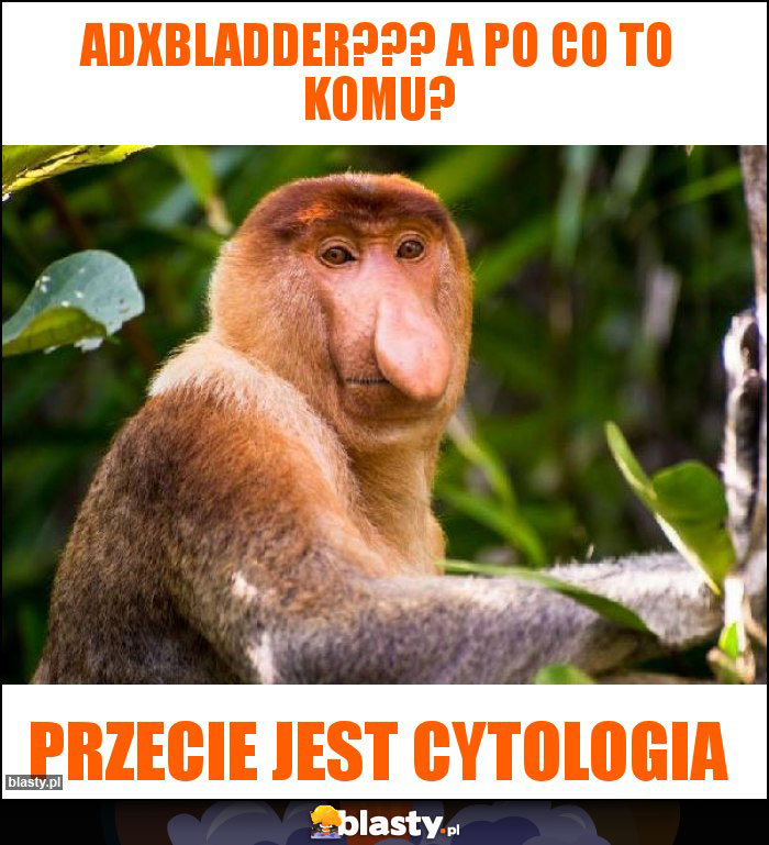 ADXBLADDER??? A po co to komu?