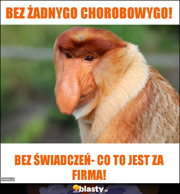 Bez żadnygo chorobowygo!