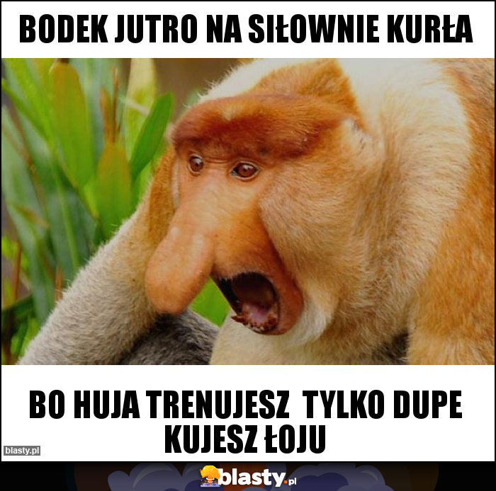 bodek jutro na siłownie kurła
