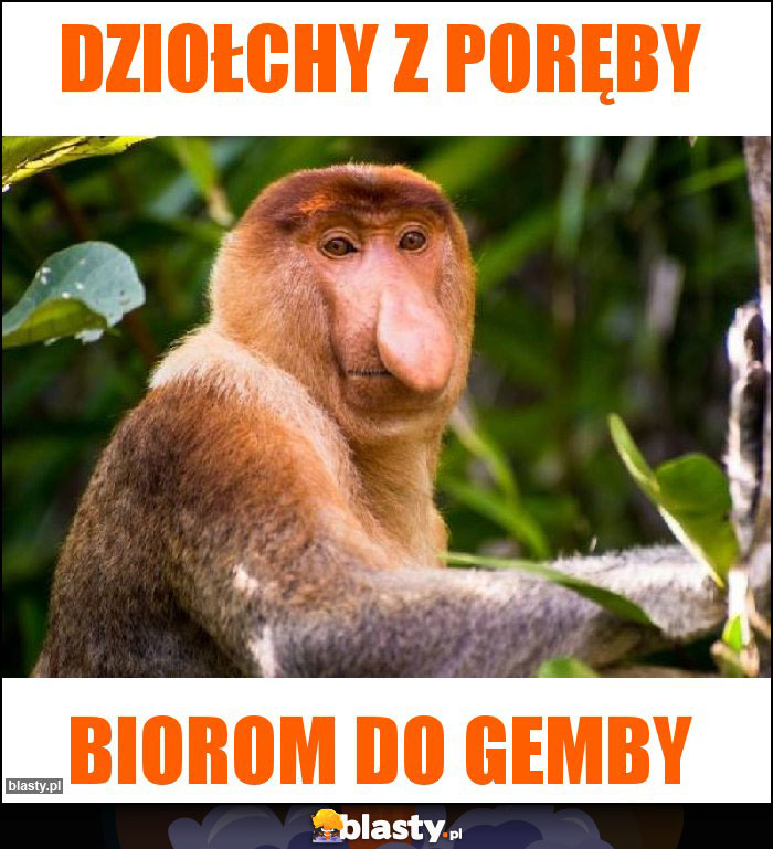 Dziołchy z Poręby