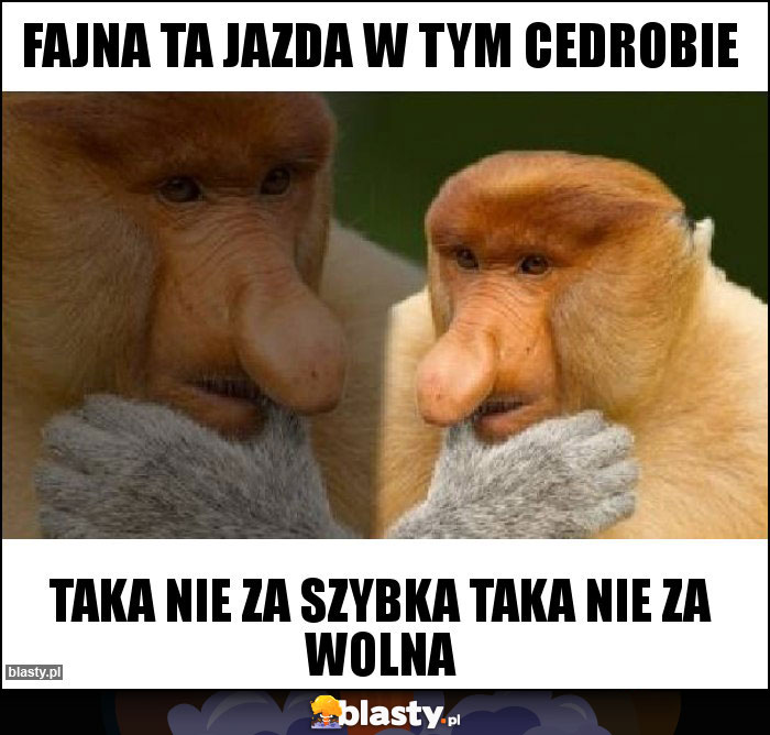 Fajna ta jazda w tym cedrobie