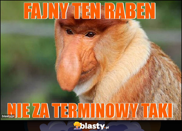 Fajny ten raben