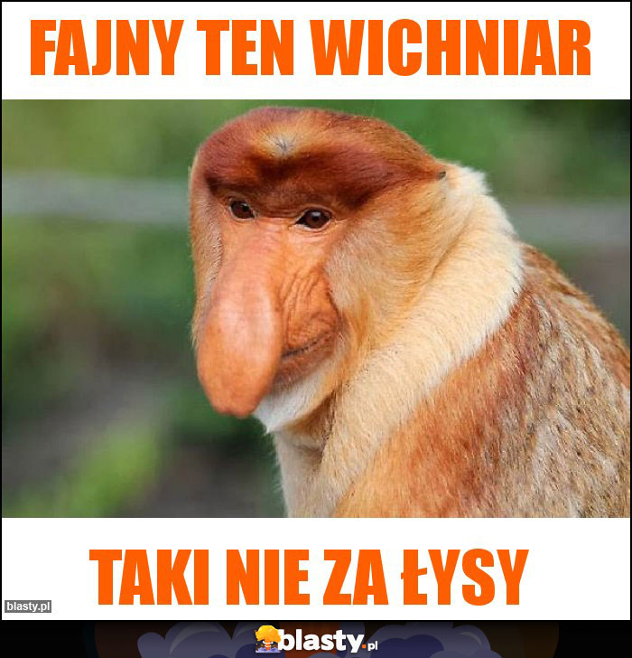 Fajny ten wichniar