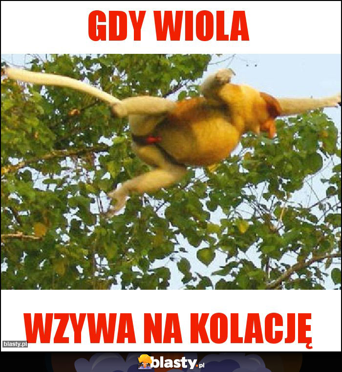 GDY WIOLA