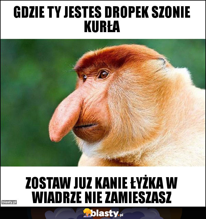 gdzie ty jestes dropek szonie kurła