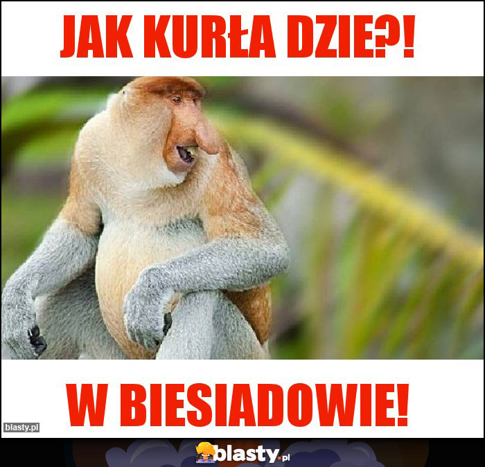 Jak kurła dzie?!