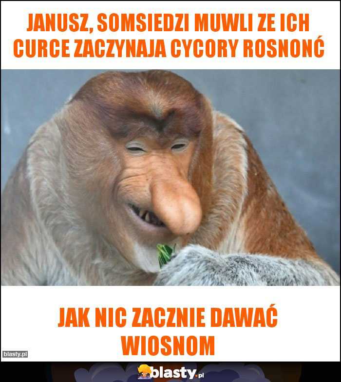 janusz, somsiedzi muwli ze ich curce zaczynaja cycory rosnonć