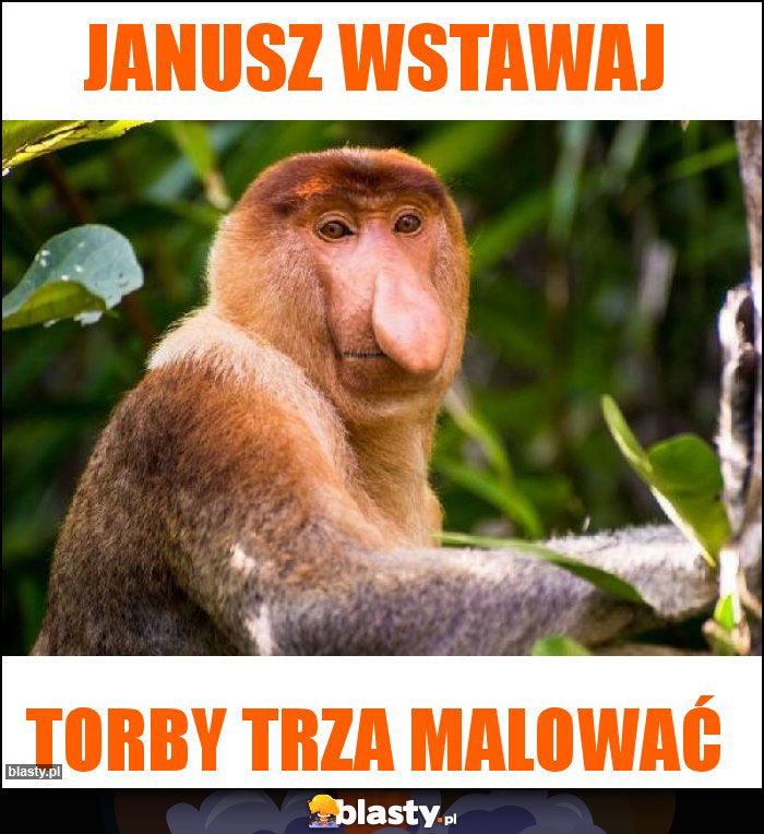 Janusz wstawaj