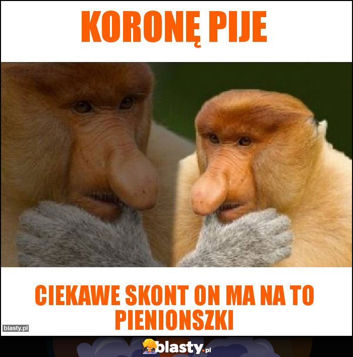 Koronę pije