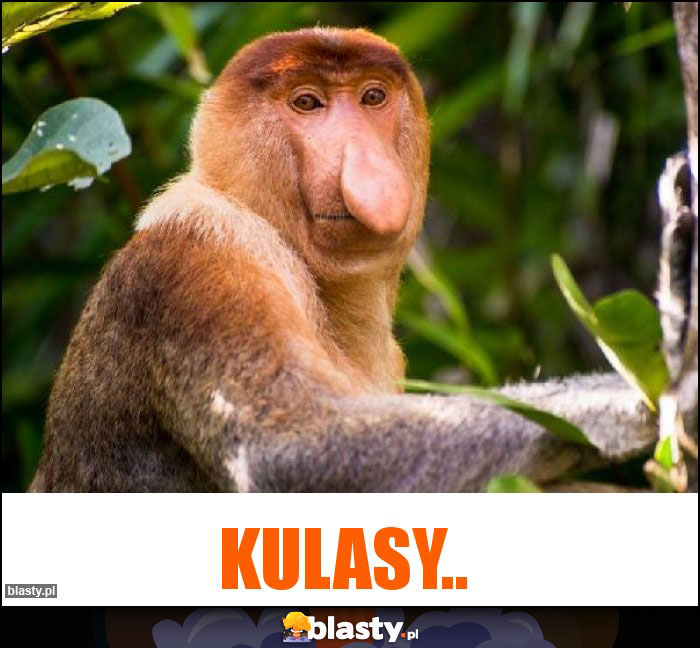 Kulasy..