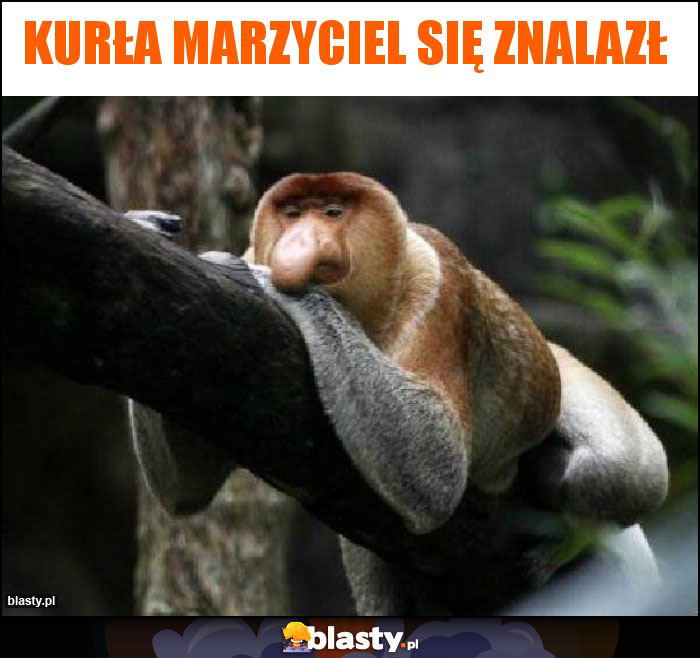 Kurła marzyciel się znalazł