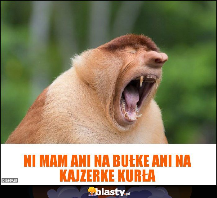 Ni mam Ani na Bułke Ani Na Kajzerke Kurła