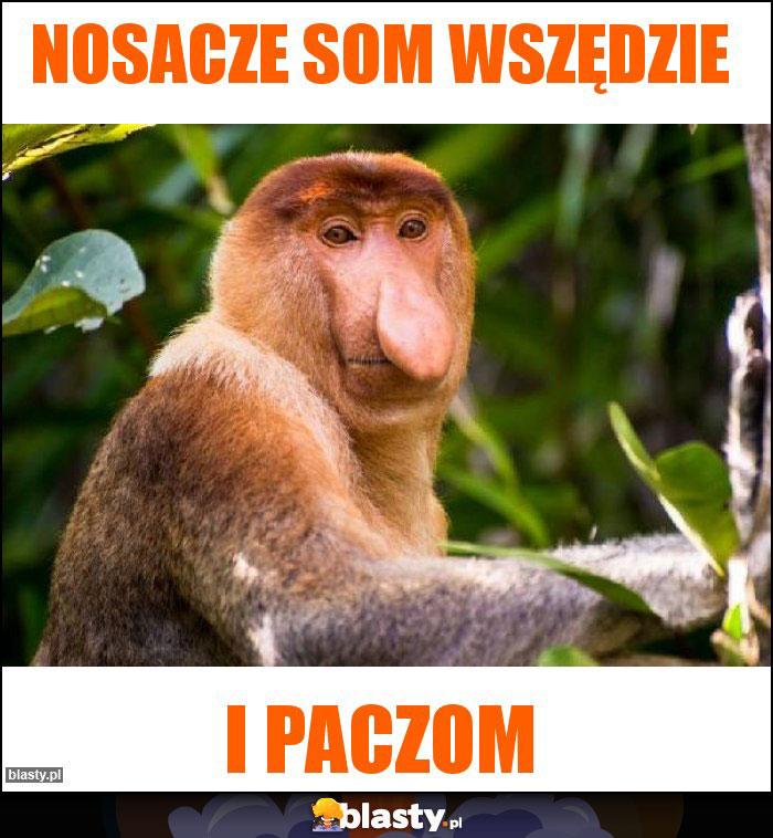 nosacze som wszędzie