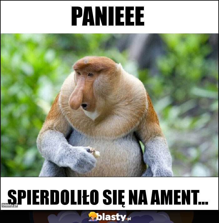 Panieee