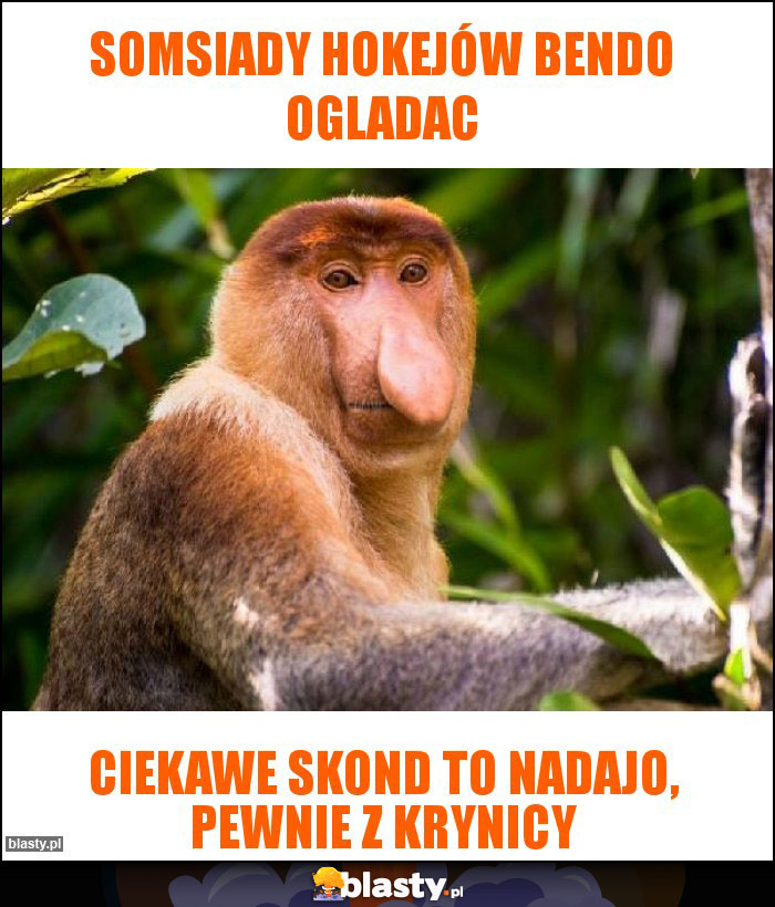Somsiady hokejów bendo ogladac