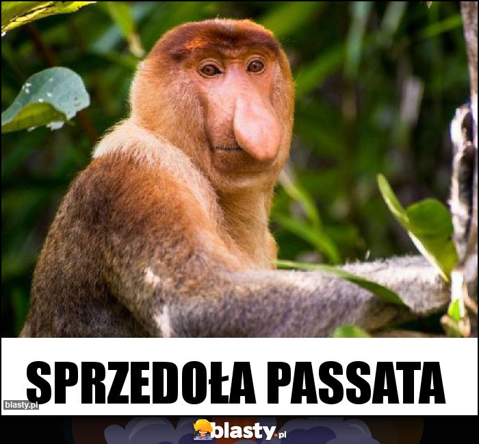 Sprzedoła Passata