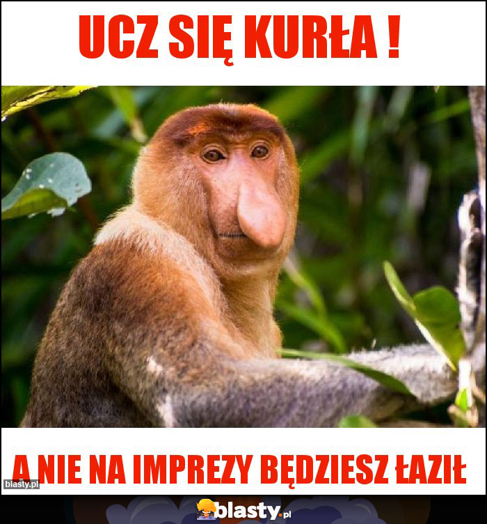 Ucz się kurła !
