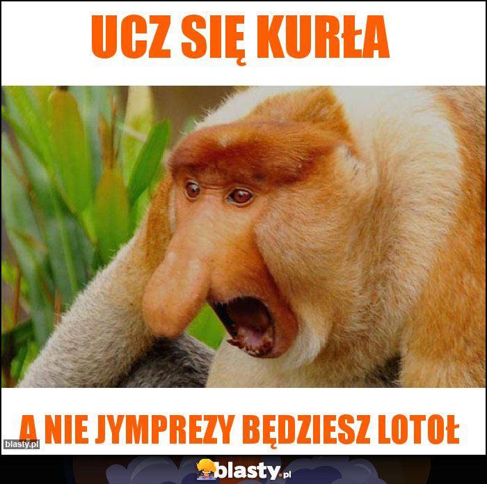 Ucz się kurła
