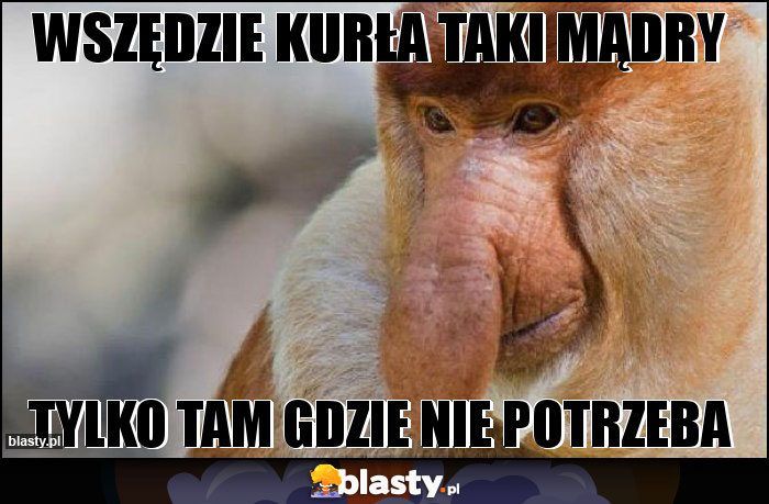 Wszędzie kurła taki mądry