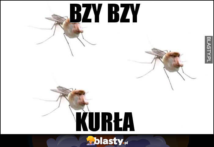 bzy bzy