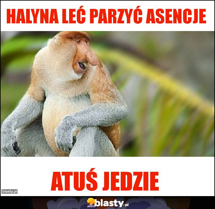 Halyna leć parzyć asencje