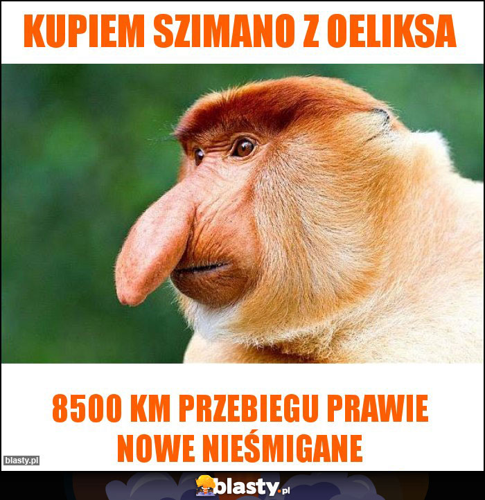 Kupiem szimano z oeliksa