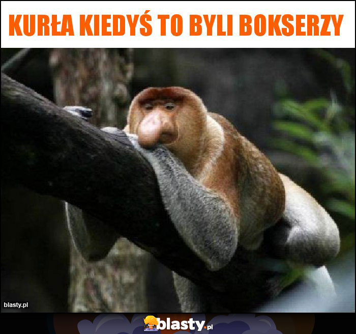 Kurła kiedyś to byli bokserzy