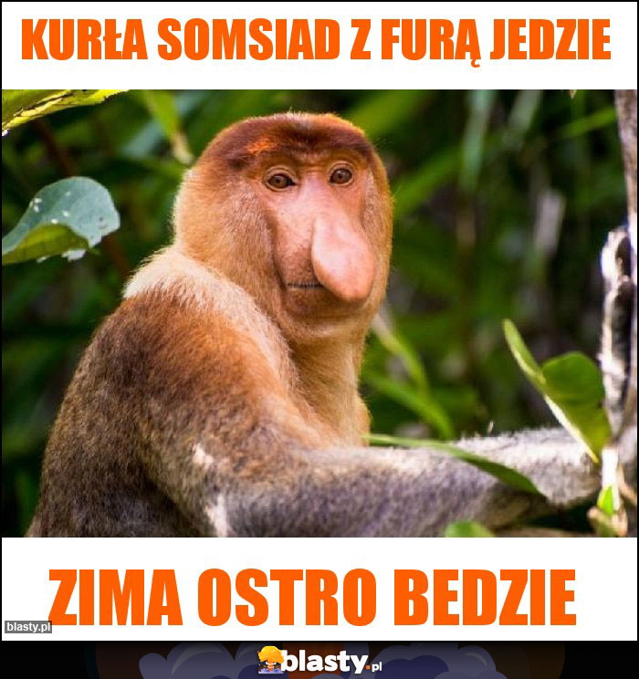 Kurła Somsiad z furą jedzie