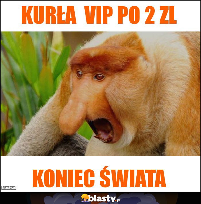 kurła  VIP po 2 zl