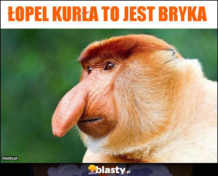 łopel kurła to jest bryka