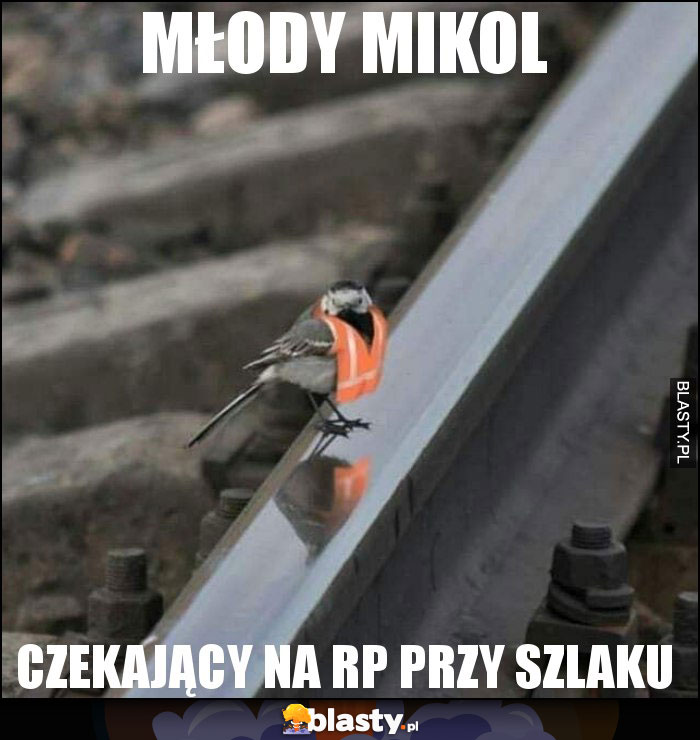 młody mikol