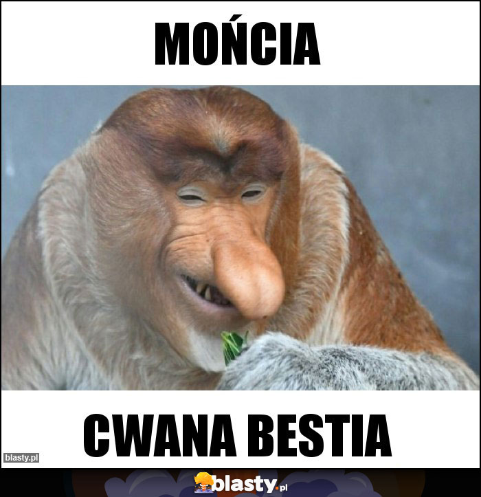 Mońcia